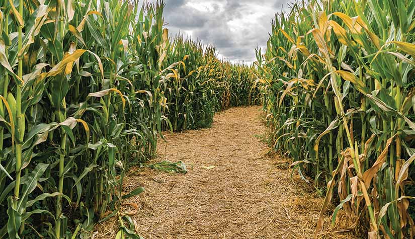 Find Fun Fall 2022 Events in Laurel - Academy Ford Blog