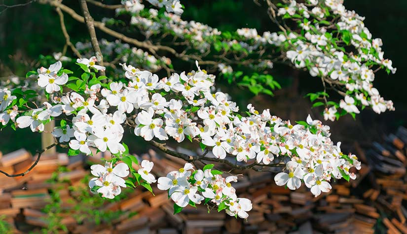 Discover Springtime Events in Laurel, Maryland- Academy Ford Blog